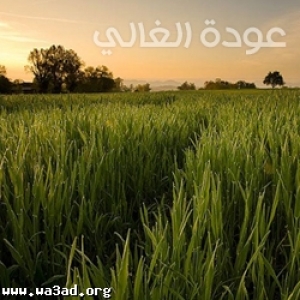 عودة الغالي