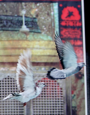 الشهادة.. العـطاء الأرقى